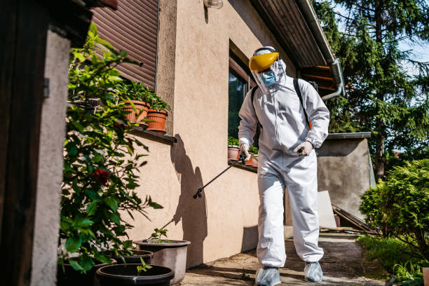 Wasp Removal Services in Catalina, AZ