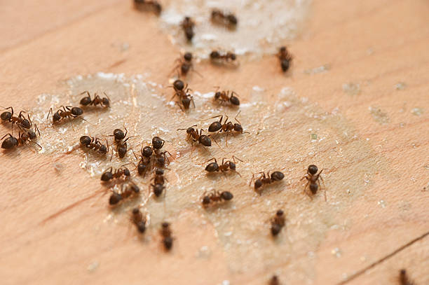 Best Commercial Pest Control Services  in Catalina, AZ