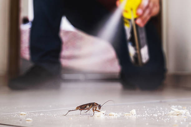 Best Cockroach Control Services  in Catalina, AZ